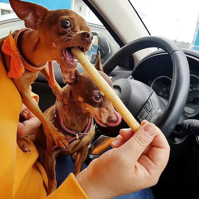 two Toy Fox Terrier eating treat while sitting on the lap of the person in the driver's seat