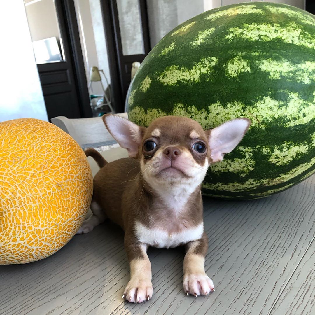 A Chihuahua lying on top of the table in between a watermelon and a melon
