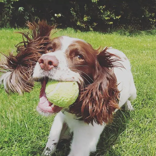 A English Springer Spaniel playing in the field with a tennis ball in its mouth
