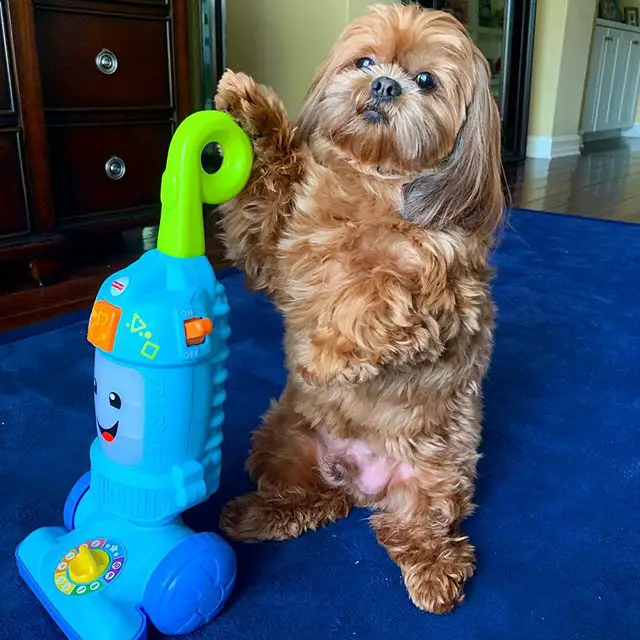 A Shih Tzu standing up in front of a vacuum toy