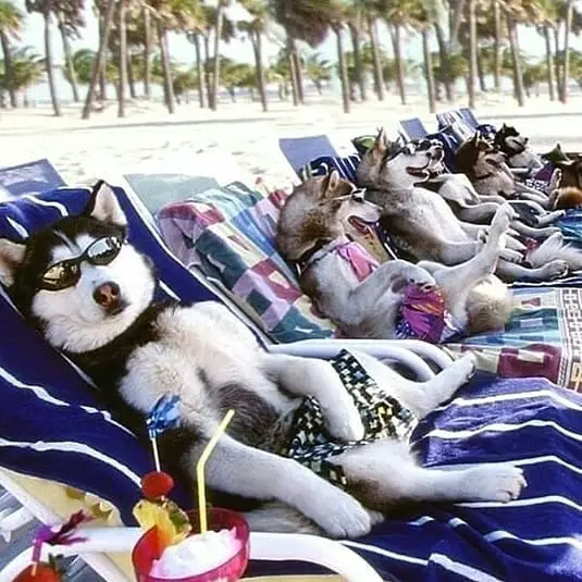 Siberian Huskies lined up sitting on the chair at the beach