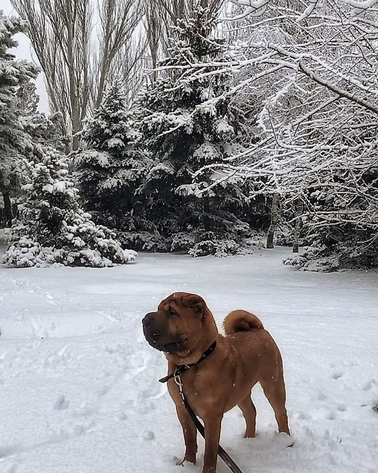 Shar-Pei standing in the forest during winter