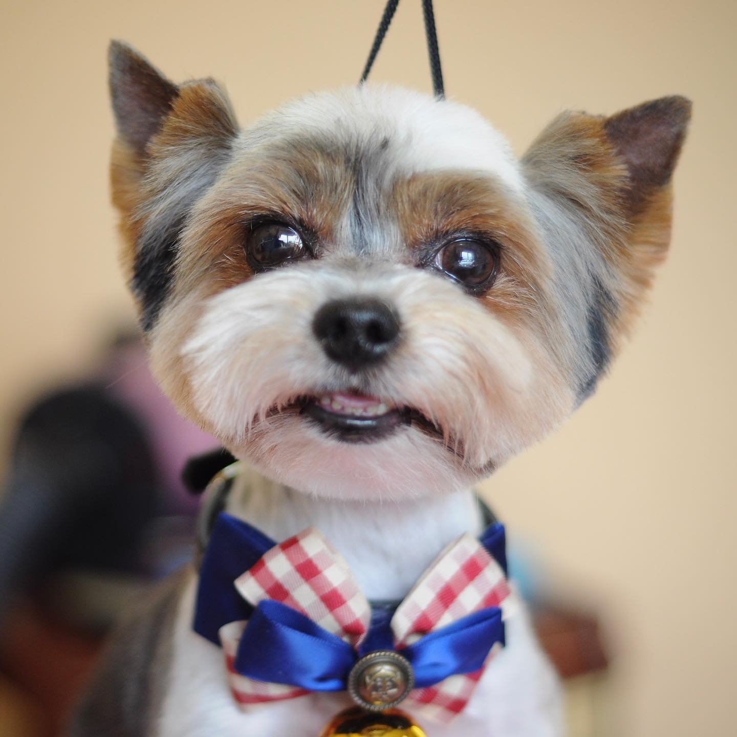 Yorkshire Terrier in teddy bear face haircut