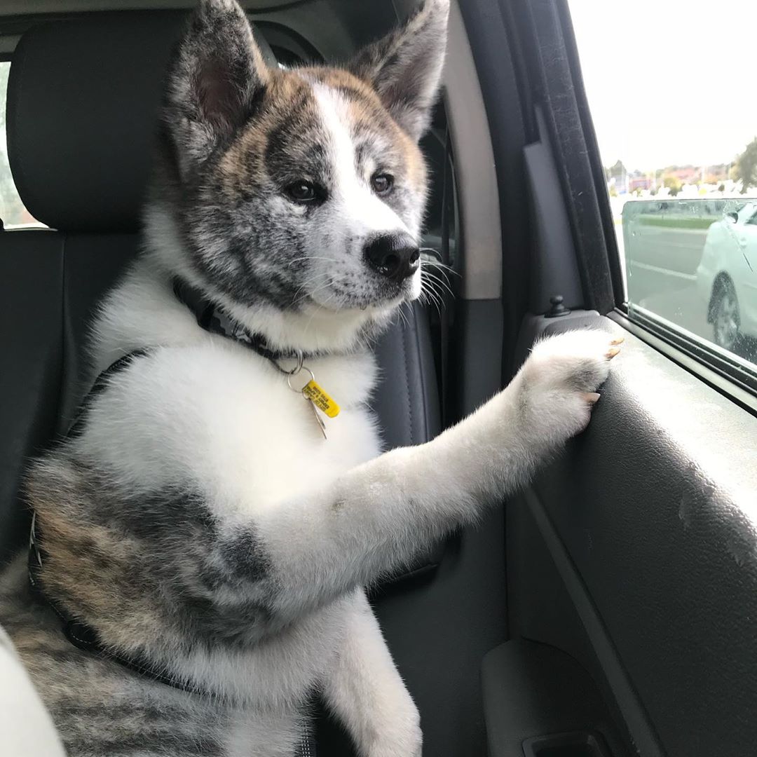 An Akita Inu sitting in the backseat with its paws on the window