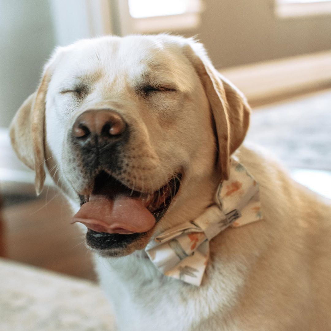 A Labrador wearing a bow tie while smiling with its eyes closed