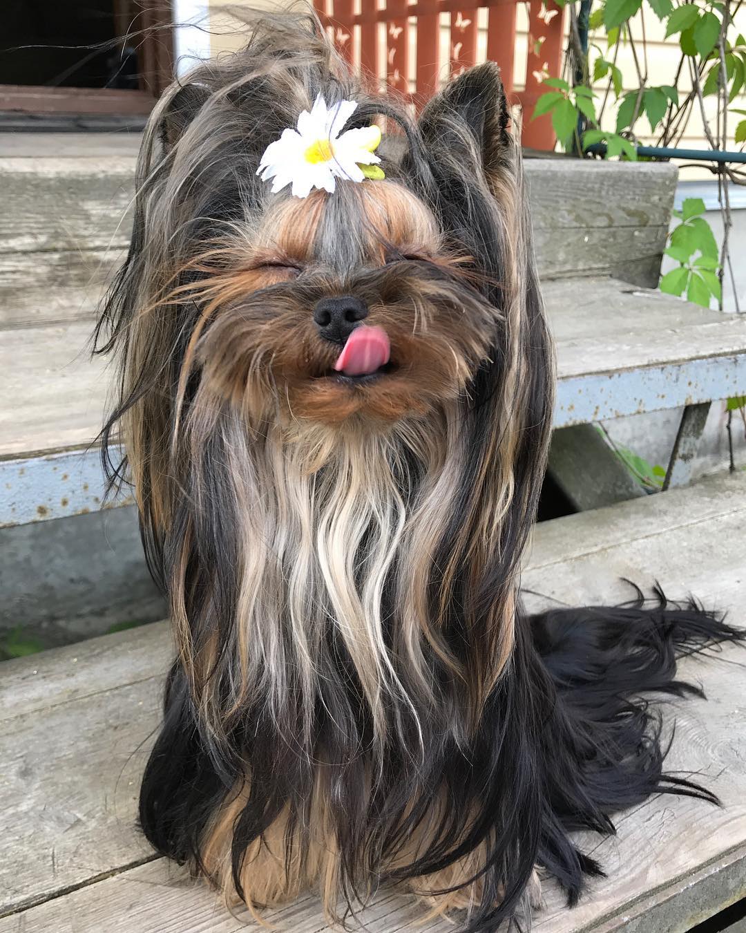 A Yorkshire Terrier with a long thick hair and with a flower hair tie on top of its head while sitting on the stairway and licking its mouth