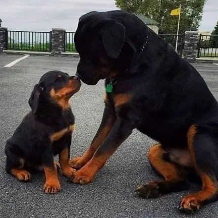 An adult Rottweiler sitting on the pavement while smelling the nose of a Rottweiler puppy sitting in front of him