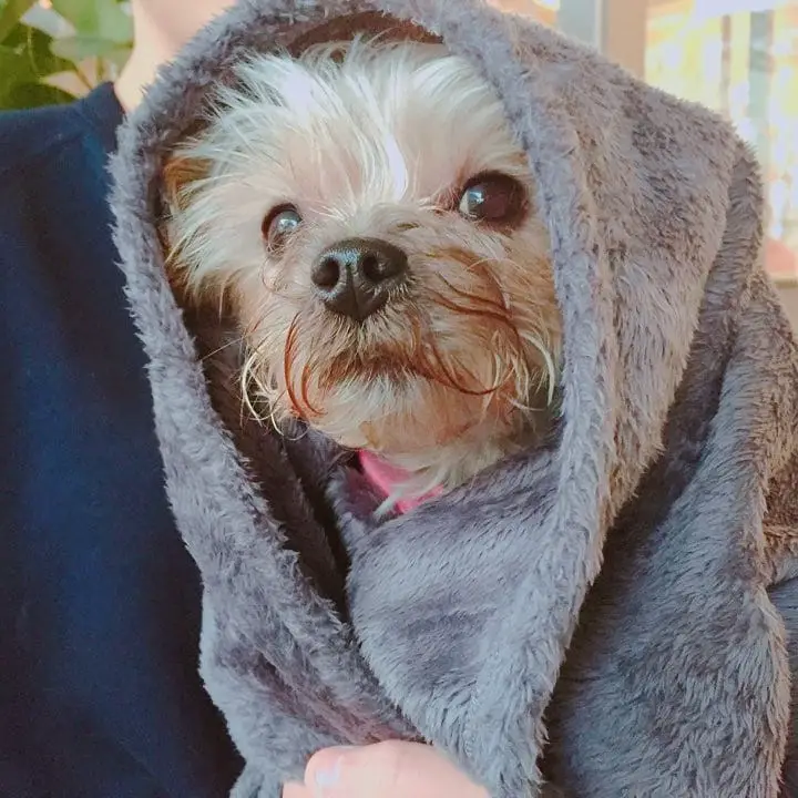 Yorkshire Terrier wrapped in a blanket