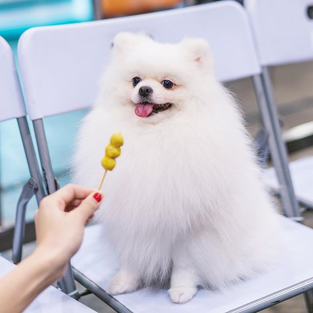A white Pomeranian sitting on the chair behind the hand of a woman holding a stick of fishball