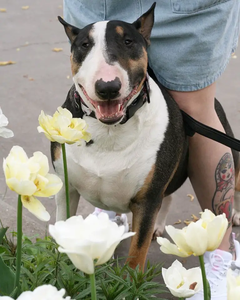 A Bull Terrier standing behind the flowers by the street with his human behind him