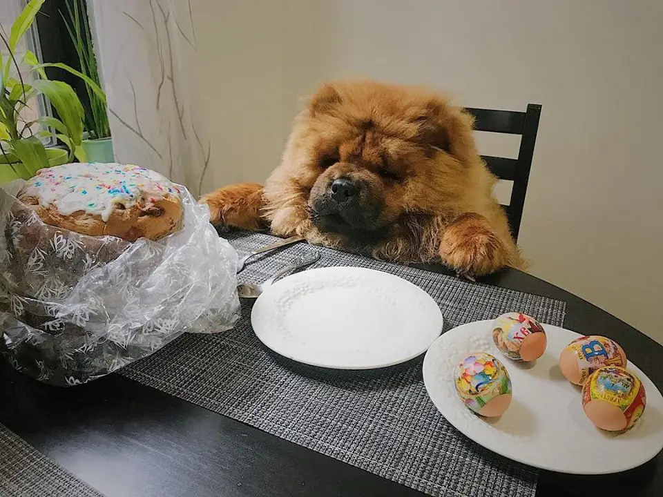 A Chow Chow sitting at the table with treat on top