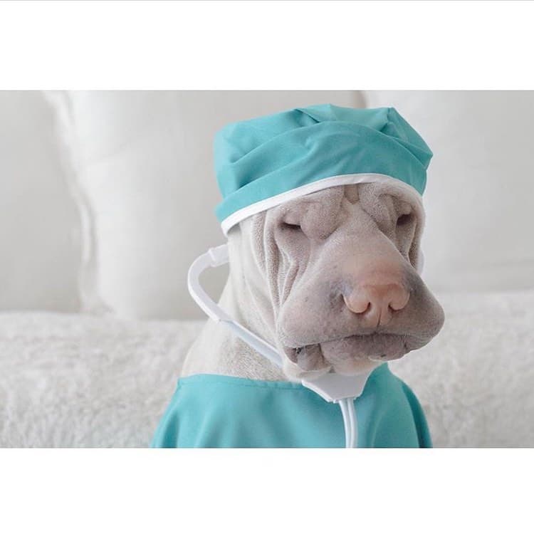 Shar-Pei in scrub outfit with a stethoscope around its neck
