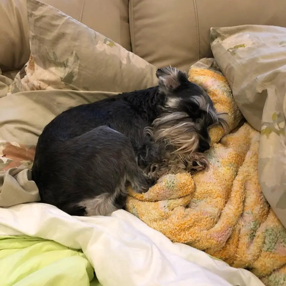 Schnauzer lying on its side sleeping on the couch