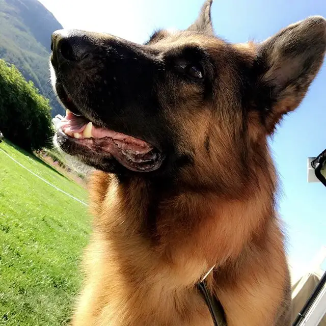 German Shepherd looking on the side with its mouth slightly open