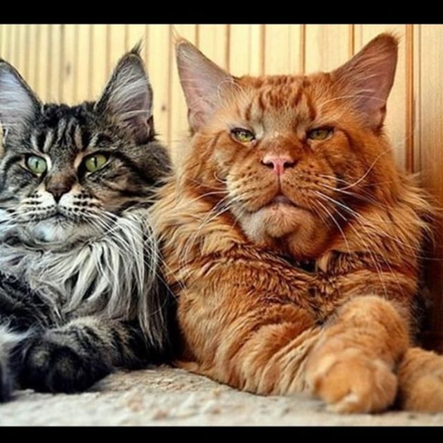 two Maine Coon Cats with black and white, and orange coat