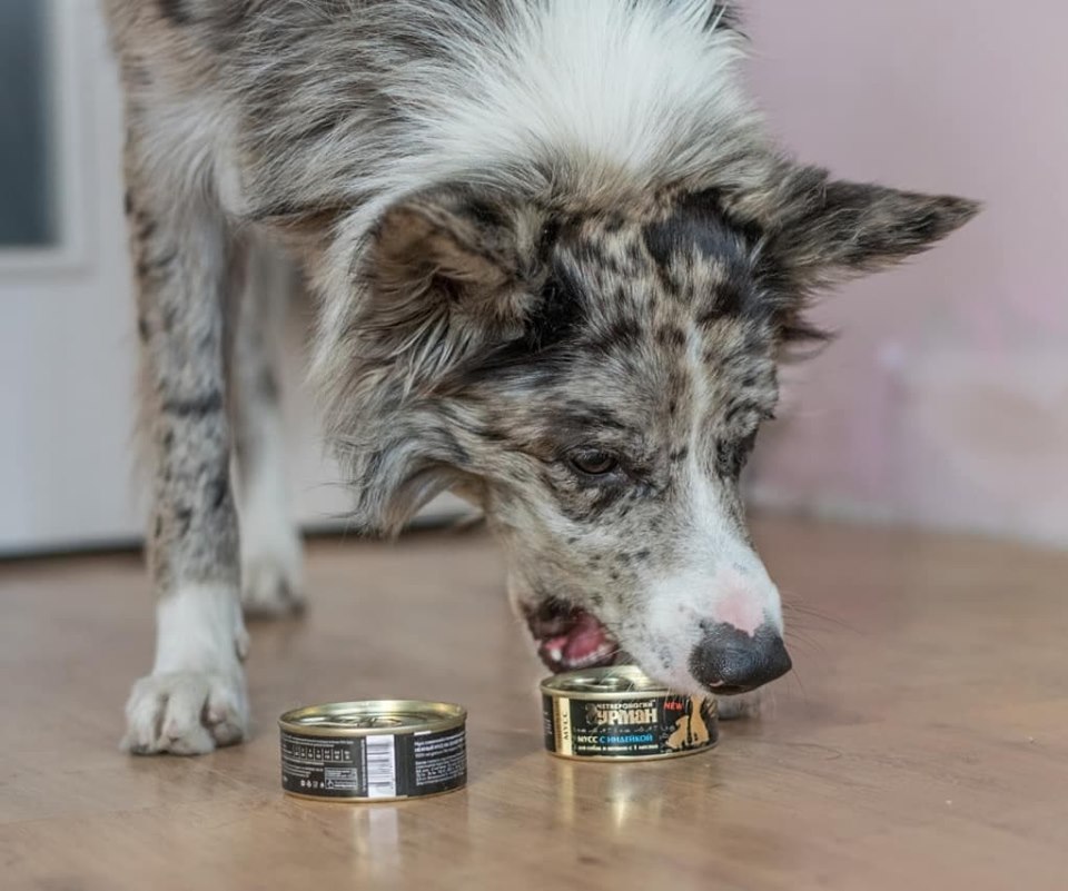 A Collie standing on the floor while getting the canned food with its mouth