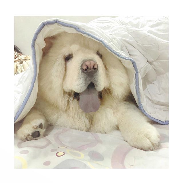 Chow Chow on the bed under the blanket with its tongue out