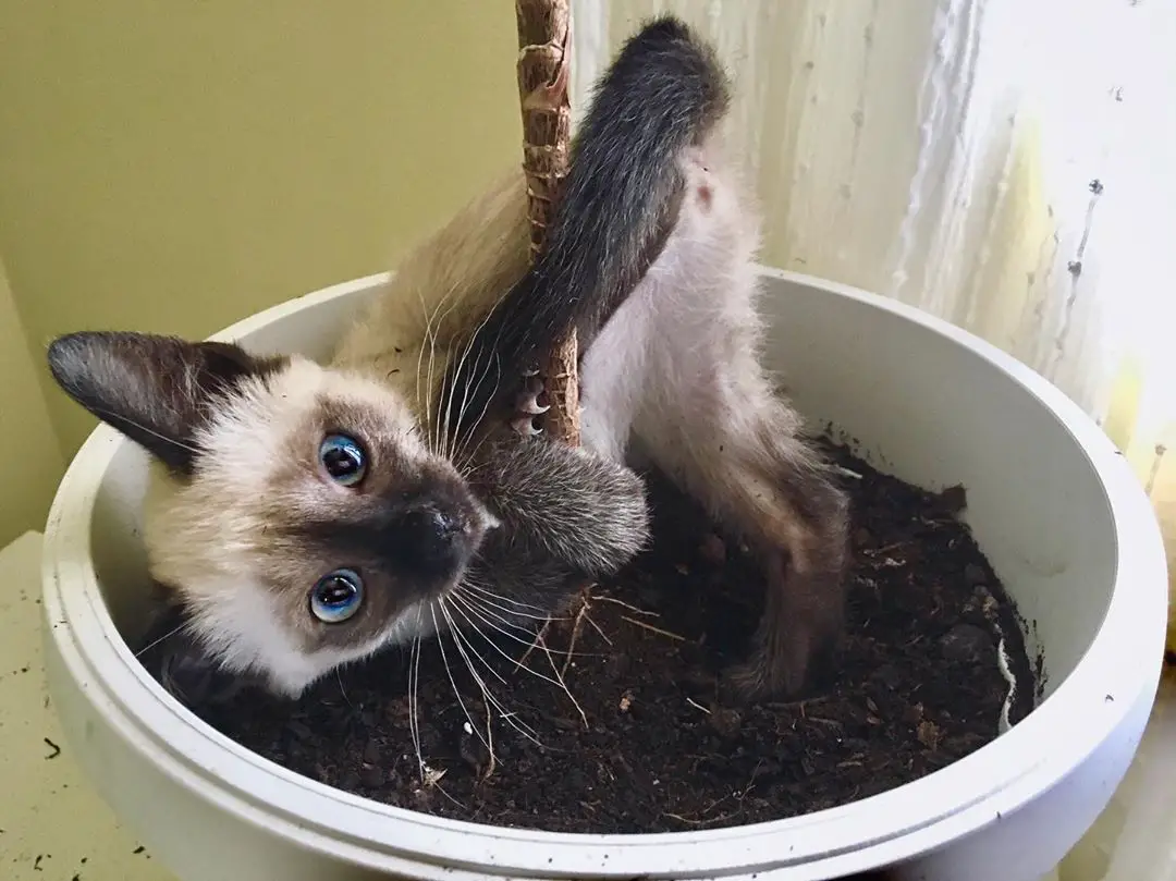 Siamese Cat on the pot