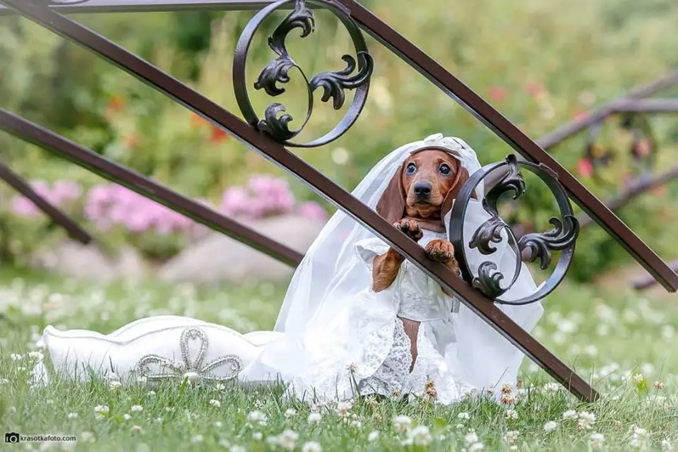 A Dachshund in bride costume in the garden