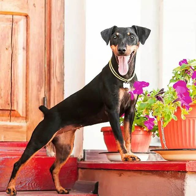 Jagdterrier standing up in the front door with its tongue sticking out