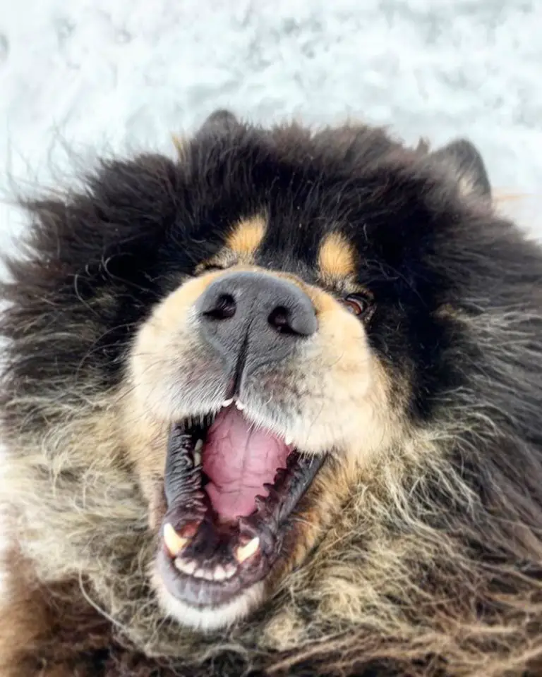 A happy Mastiff in snow