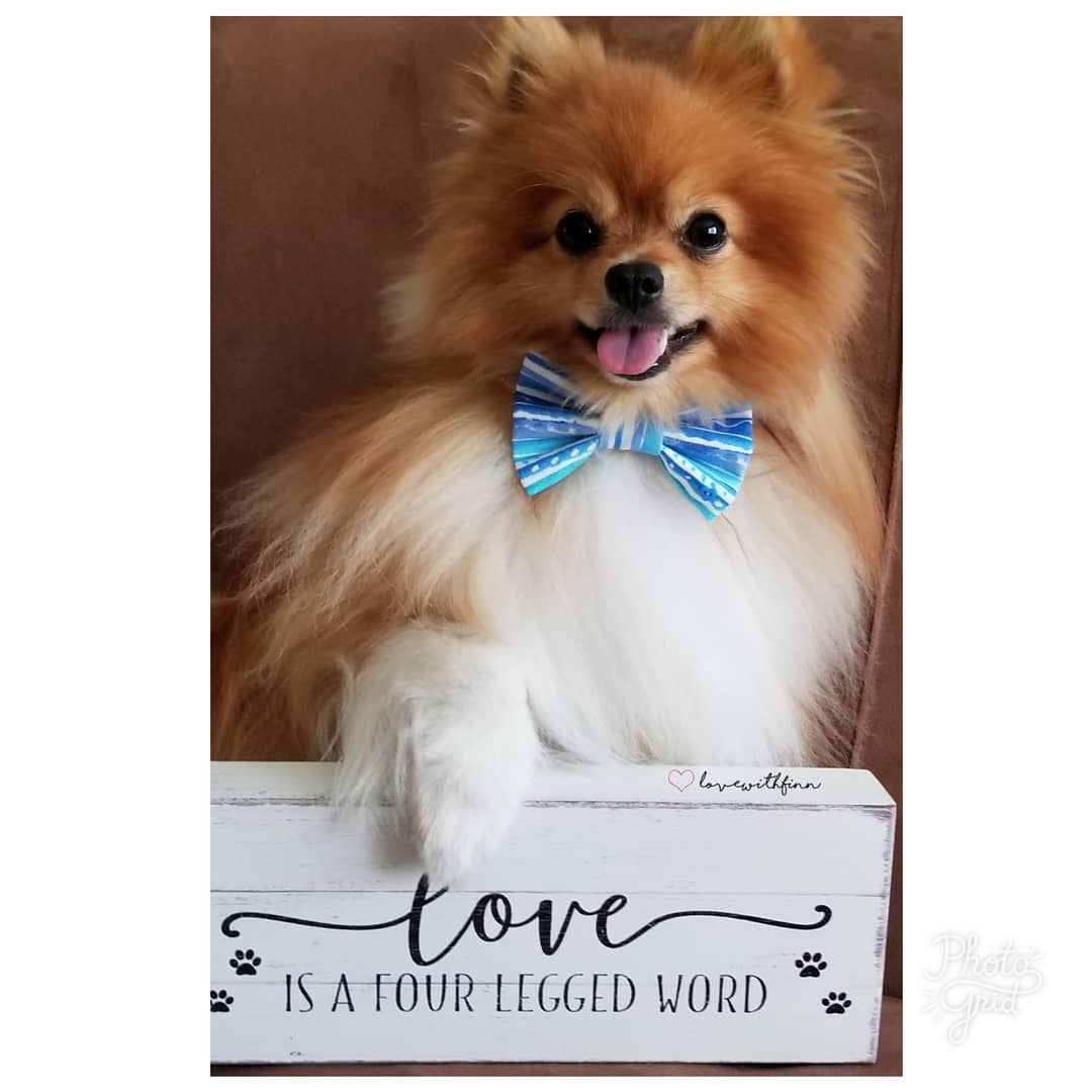 A Pomeranian wearing a blue bow tie with its paw on top of a wooden sign that says- Love is a four legged word