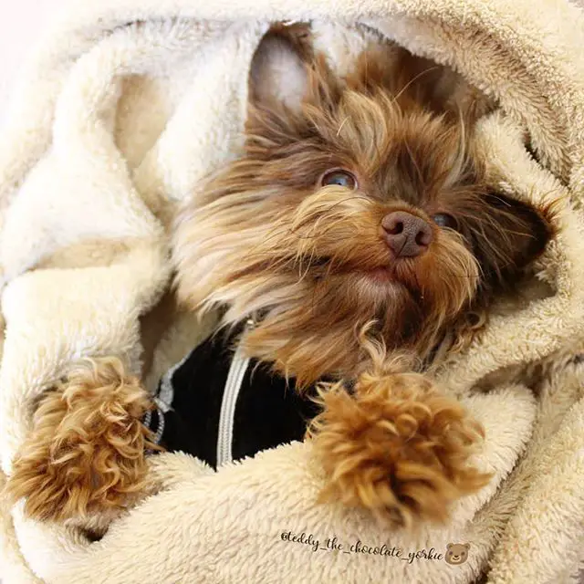 adorable Yorkshire Terrier snuggled in blanket