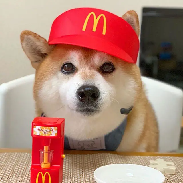 A Shiba Inu with its mcdo crew costume while sitting at the table