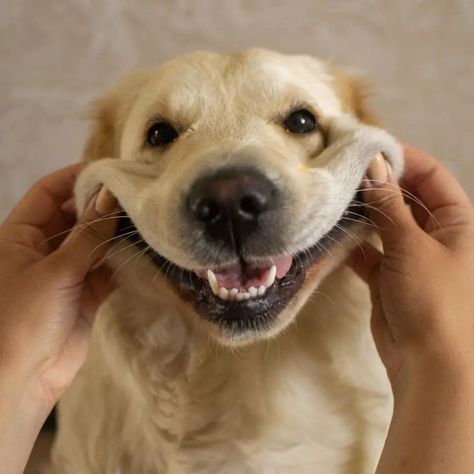 A Golden Retriever sitting on the floor with its mouth spread out smiling by a woman