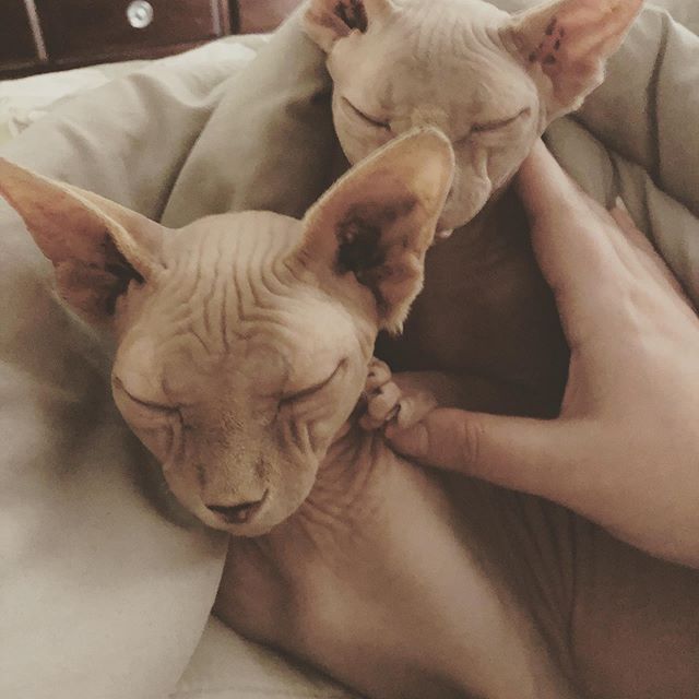 a woman touching two Sphynx Cat sleeping on its bed