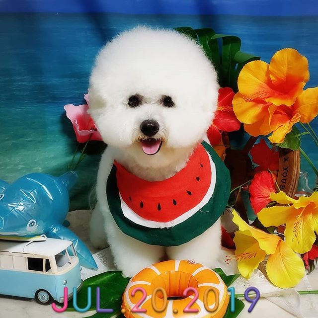 A Bichon Frise wearing a watermelon scarf while sitting on the floor with flowers and toys