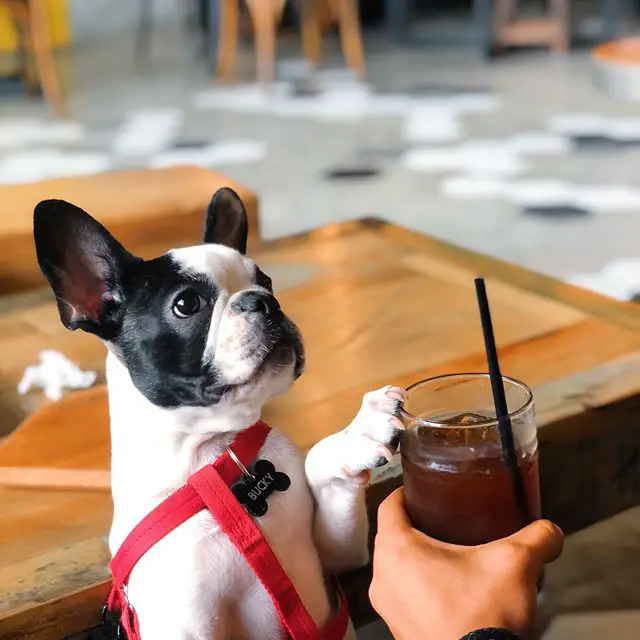 French Bulldog putting his paw in the iced tea drink and looking at his owner