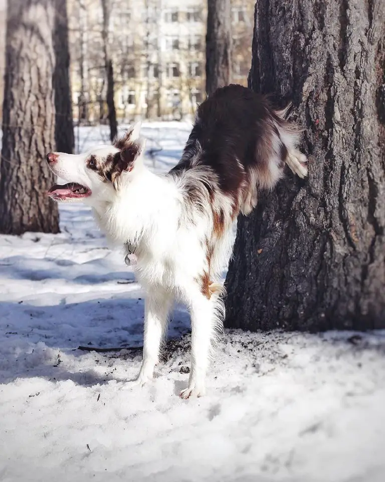 A Border Collie standing in the forest with its lower legs on the tree trunk