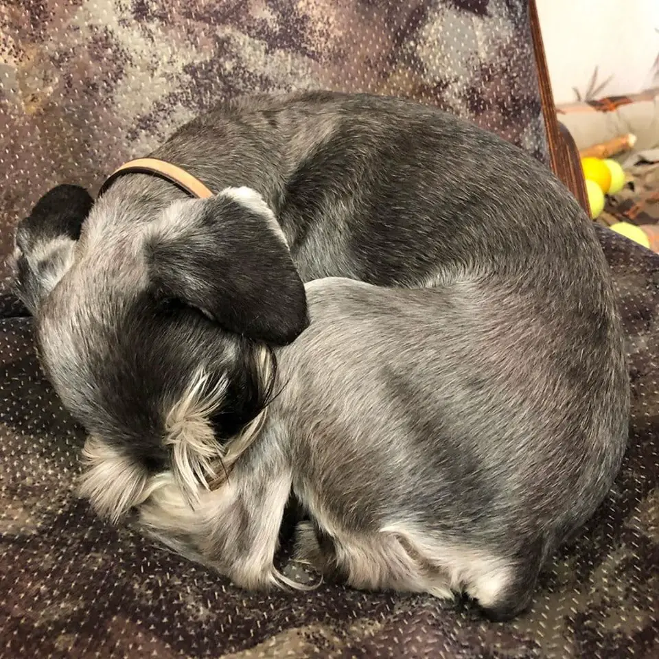 Schnauzer curled up sleeping on the couch