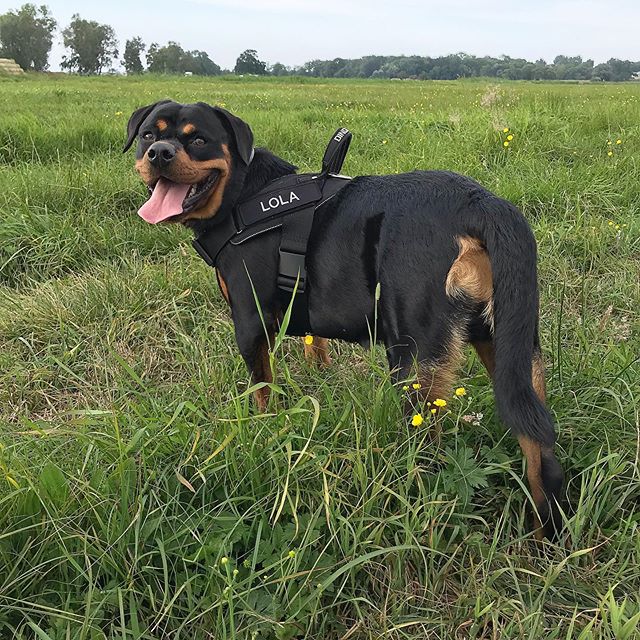 A Rottweiler standing in the field of grass while smiling with its tongue out