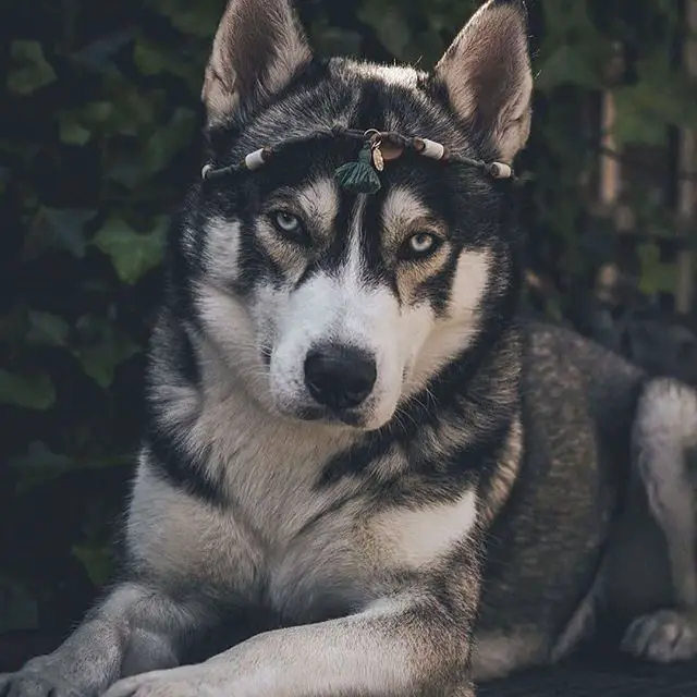 A Siberian Husky lying in the garden while wearing a head piece