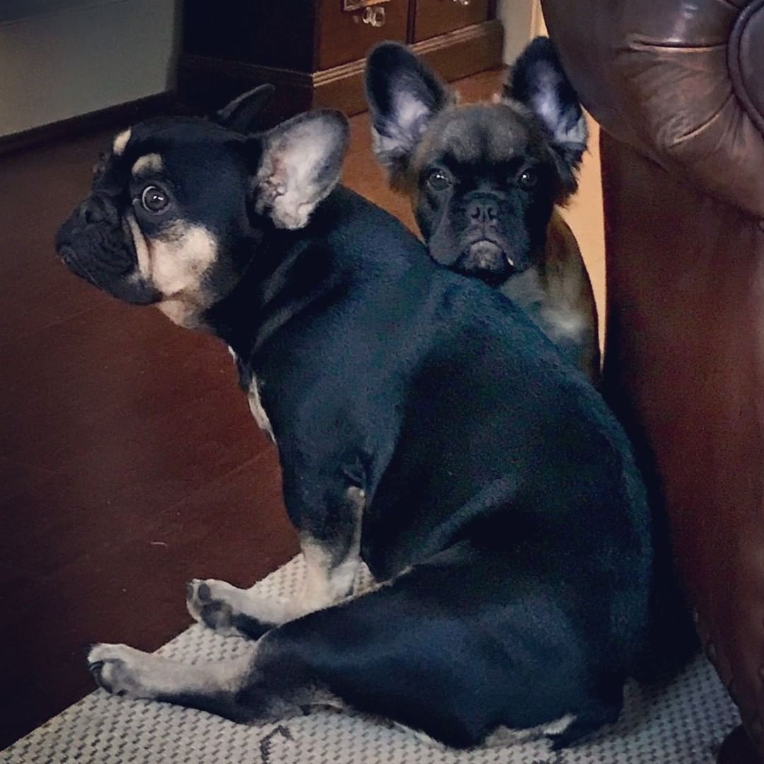 two black french bulldog and the other one is looking behind