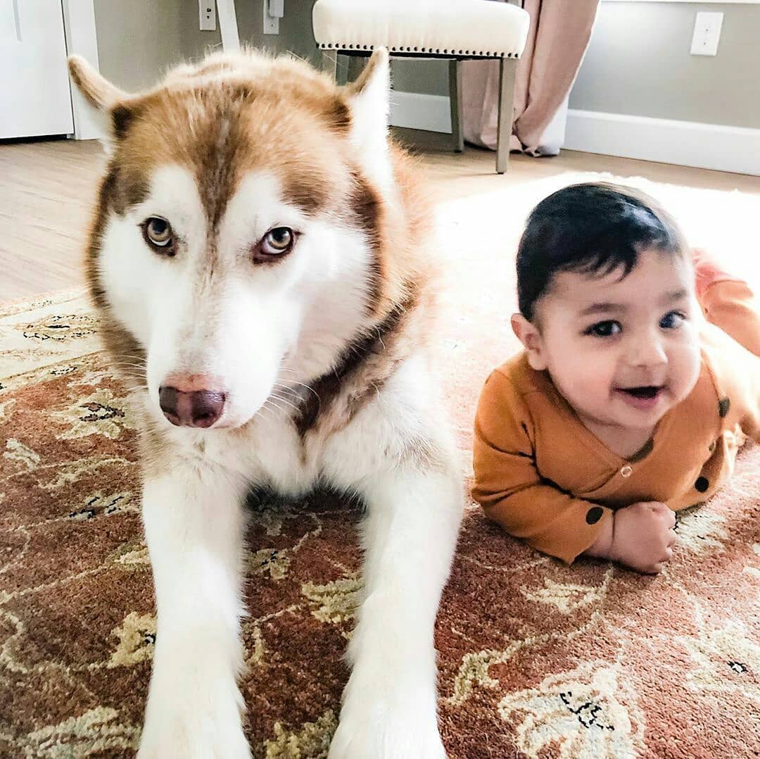 A Husky lying on the carpet next to a baby