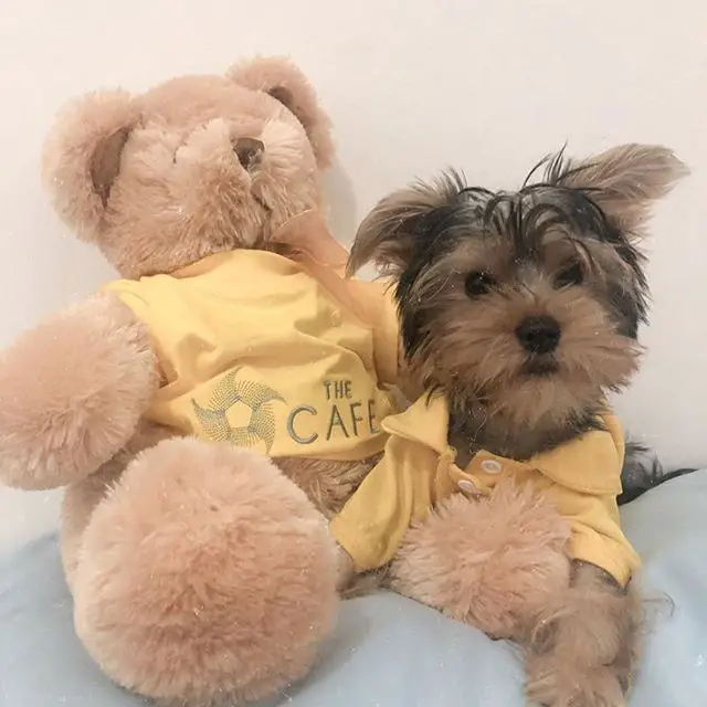 Yorkshire Terrier wearing a yellow polo-shirt lying next to teddy bear wearing the same color of shirt