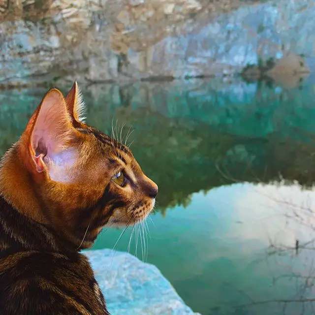 Bengal Cat sitting on a rock on the the edge of the lake while looking sideways