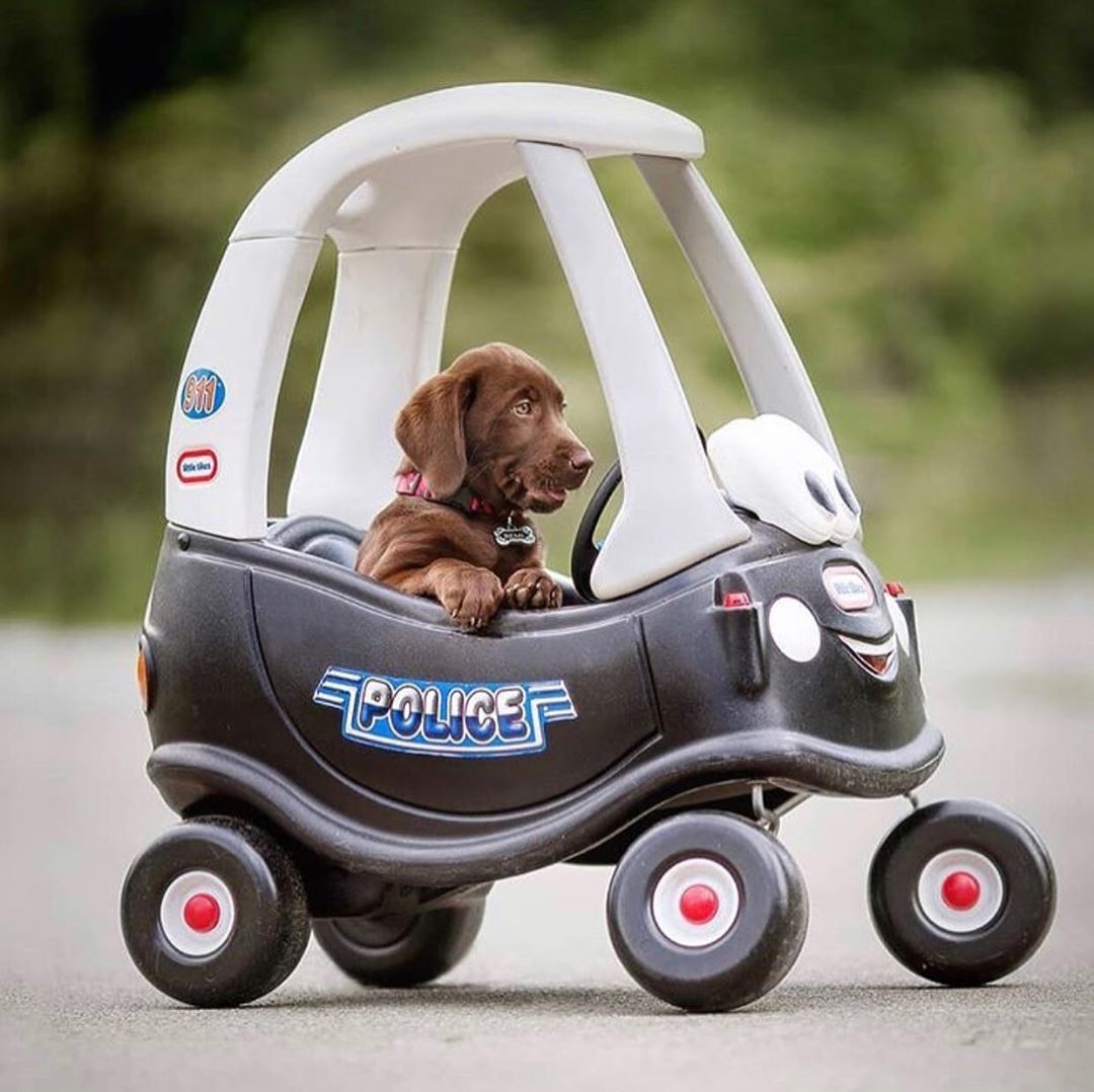 A chocolate Labrador sitting inside a police small car toy on the road