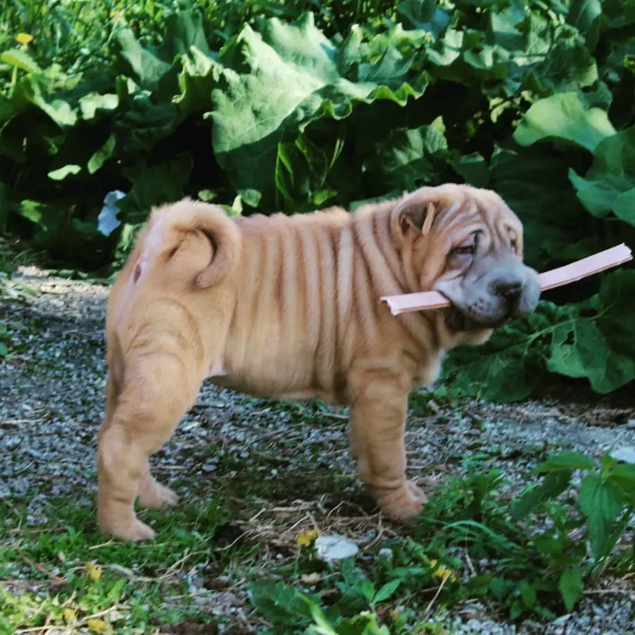 Shar-Pei standing in the garden with a wood stick in its mouth