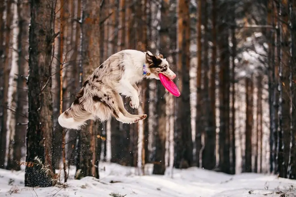 A Border Collie jumping in the forest with a frisbee in its mouth