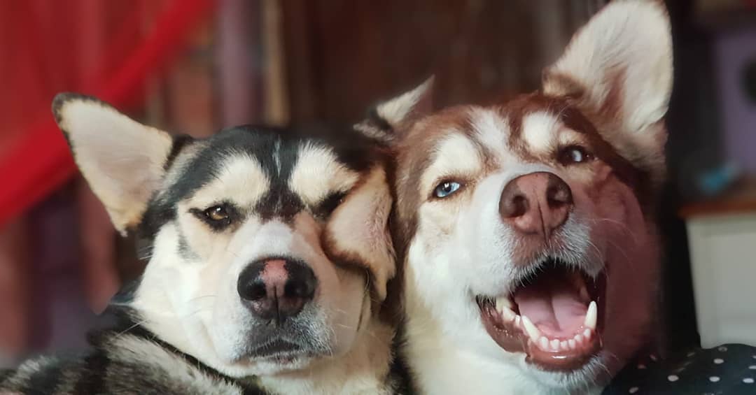 two Siberian Husky with its face next to each other