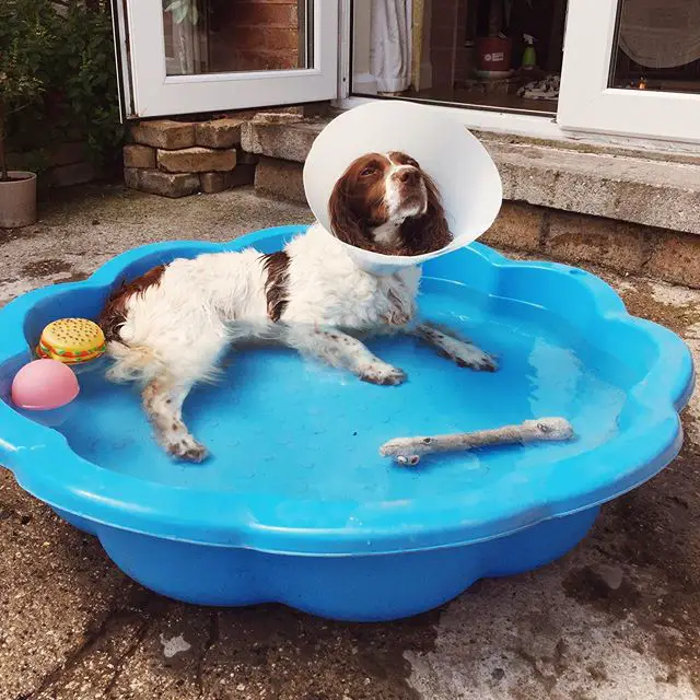 A English Springer Spaniel in the water inside the large pool basin while wearing a safety collar