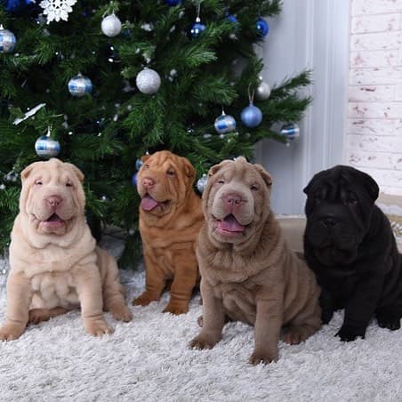 four Shar-Pei sitting on the carpet in front of the christmas tree.