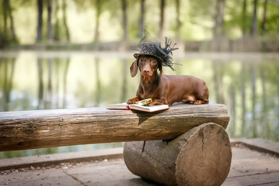 A Dachshund lying on top of the wooden bench by the lake