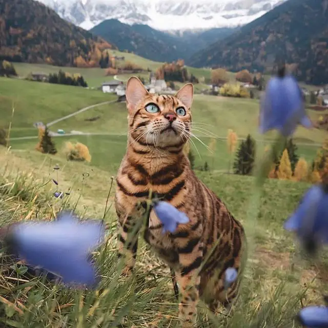 Bengal Cat standing on the field of green grass and blue flowers with the view of the mountain behind him
