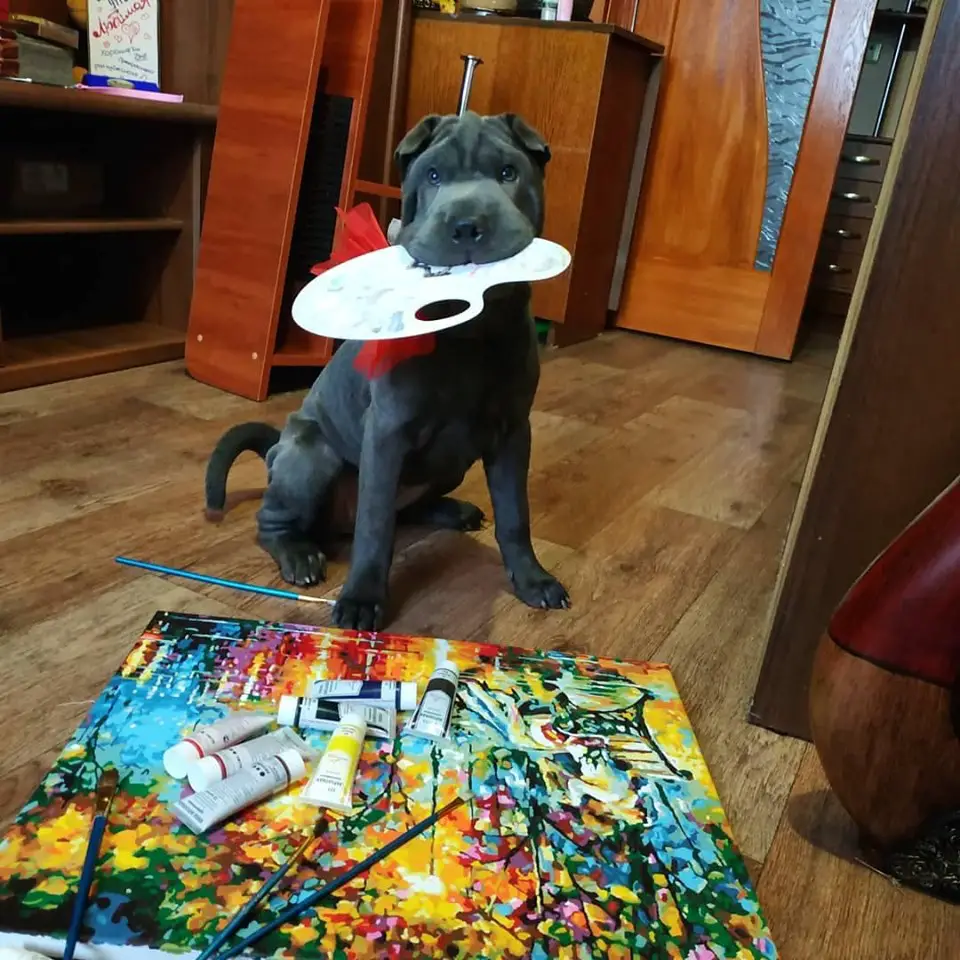 Shar-Pei sitting on the floor with a palette in its mouth behind the painting