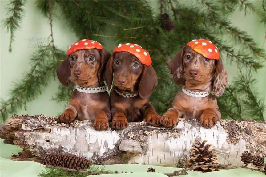 three Dachshund sitting behind the tree trunk laid on the floor